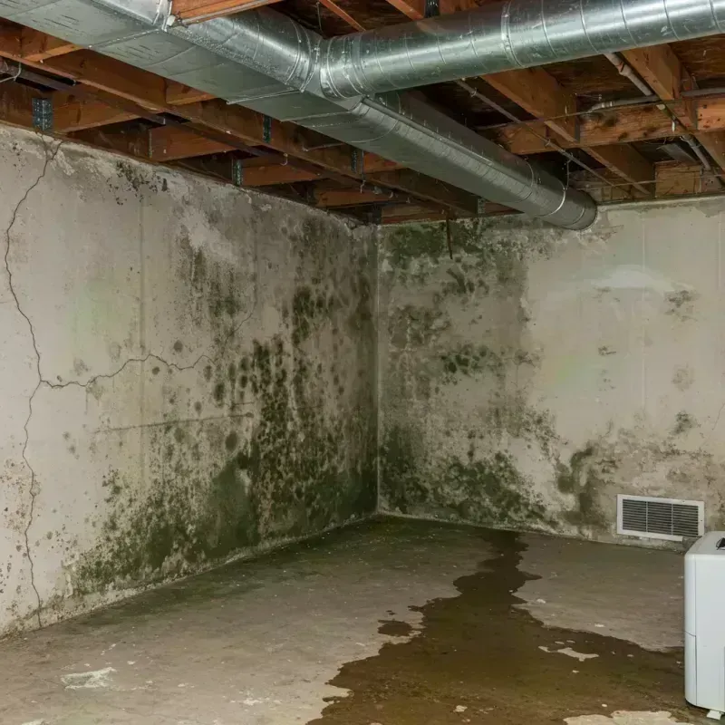 Professional Mold Removal in Hopkins County, KY